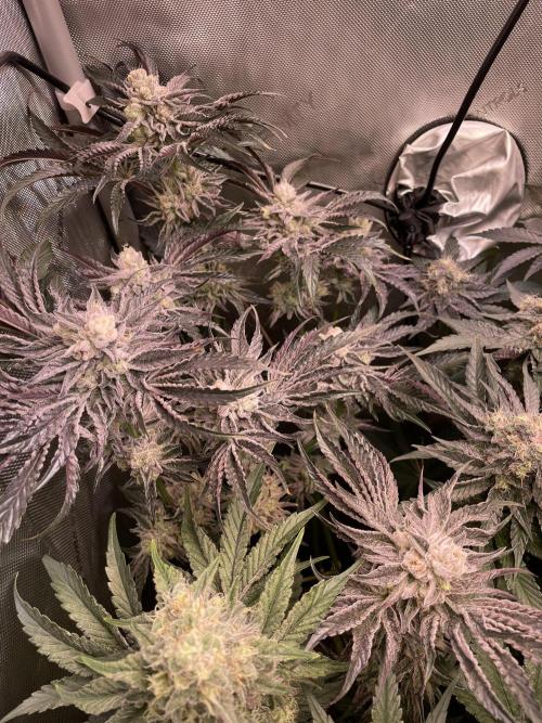 Two Lobsters One Tent. Week 9 - Lobzter