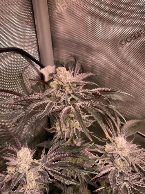 Two Lobsters One Tent. Week 9 - Lobzter