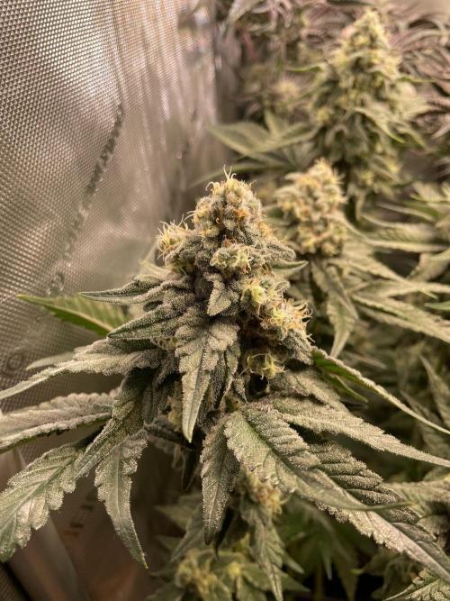 Two Lobsters One Tent. Week 9 - Starwberry Lobster