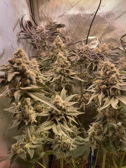 Two Lobsters One Tent. Week 10