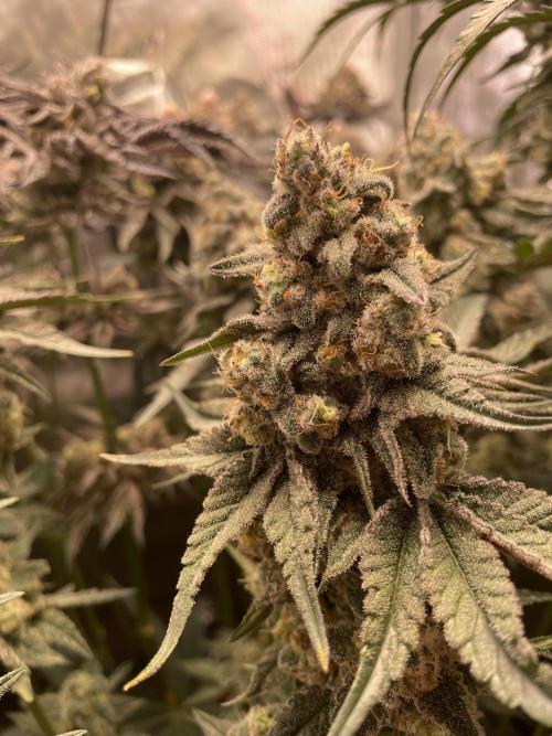 Two Lobsters One Tent. Week 10 - Strawberry Lobster