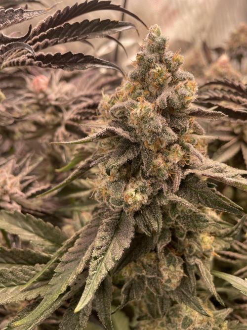 Two Lobsters One Tent. Week 10 - Strawberry Lobster 