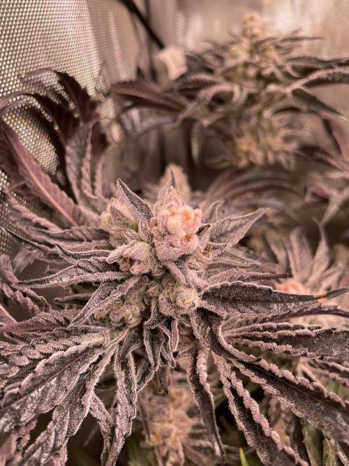 Two Lobsters One Tent. Week 10 - Lobzter