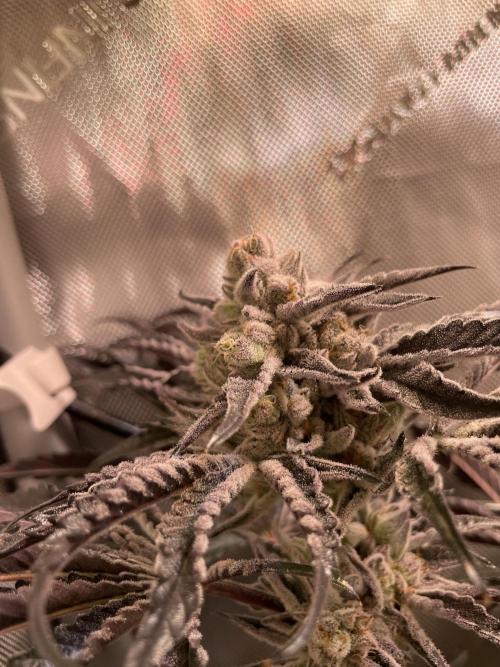 Two Lobsters One Tent. Week 10 - Lobzter