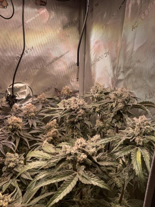 The Devil and his Drink. Week 10