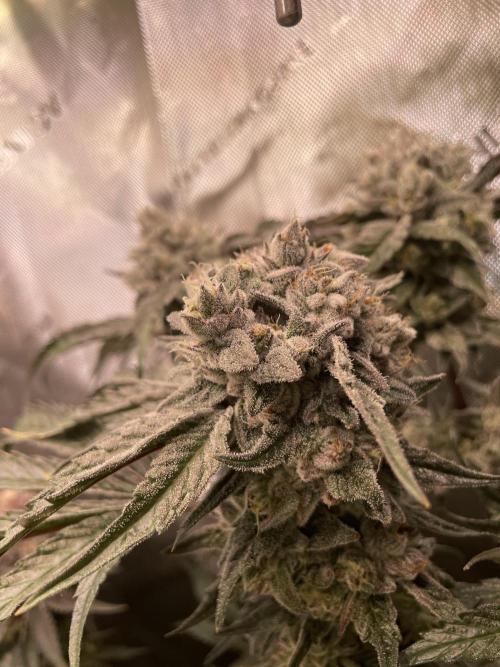 The Devil and his Drink. Week 10 - Dantes Inferno