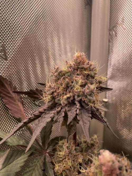 The Devil and his Drink. Week 10 - Pineapple Pucker