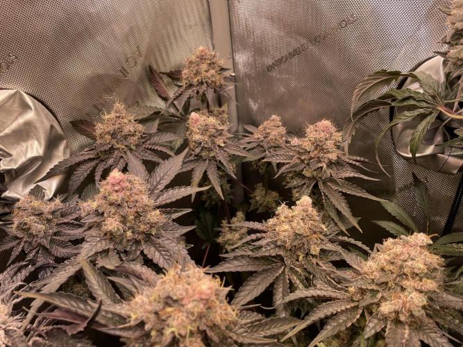 The Devil and his Drink. Week 11 - Pineapple Pucker