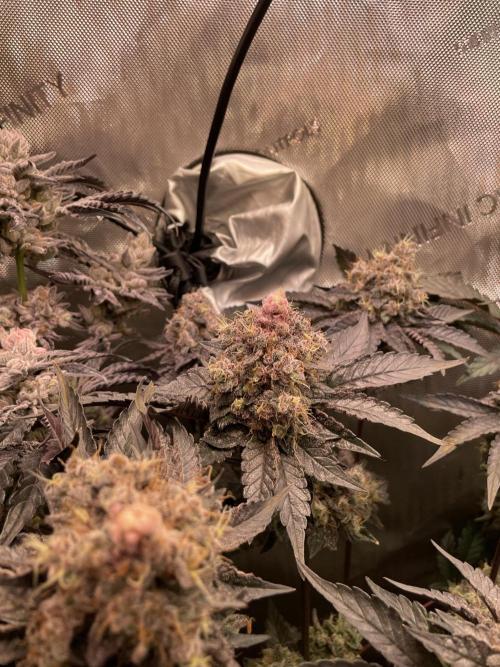 The Devil and his Drink. Week 11 - Pineapple Pucker