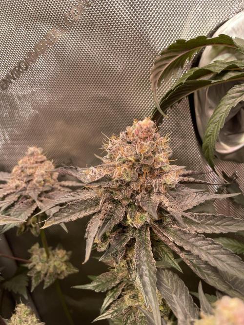 The Devil and his Drink. Week 11 - Pineapple Pucker