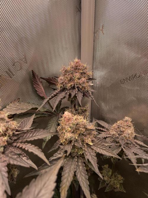 The Devil and his Drink. Week 11 - Pineapple Pucker