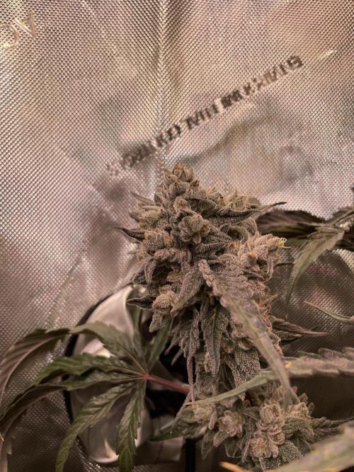 The Devil and his Drink. Week 11 - Dantes Inferno