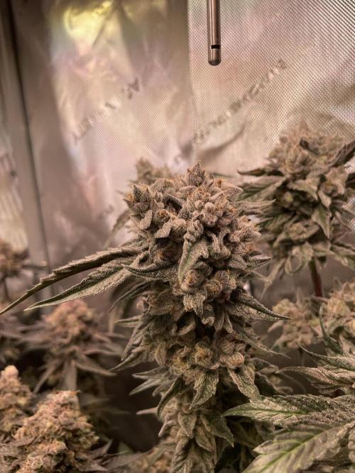 The Devil and his Drink. Week 11 - Dantes Inferno