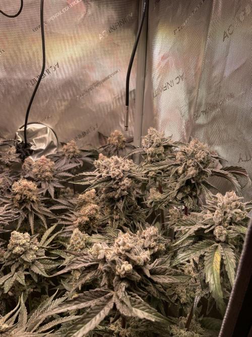 The Devil and his Drink. Week 11 - Dantes Inferno