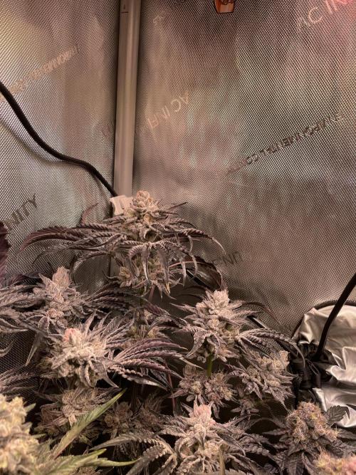 Two Lobsters One Tent. Week 11 - Lobzter