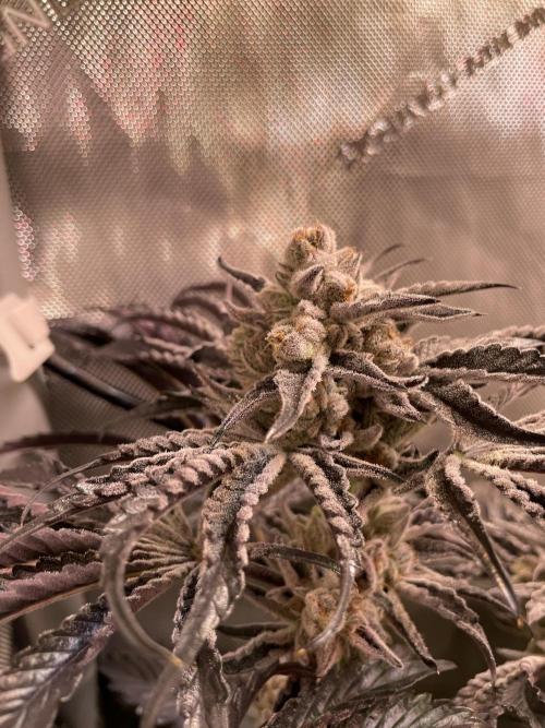 Two Lobsters One Tent. Week 11 - Lobzter