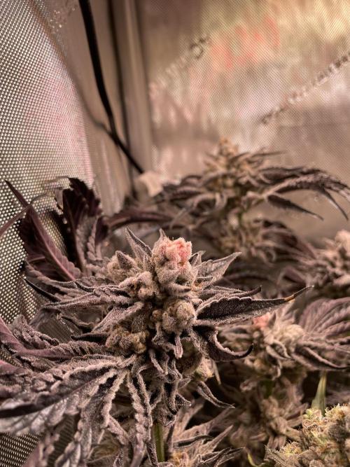 Two Lobsters One Tent. Week 11 - Lobzter