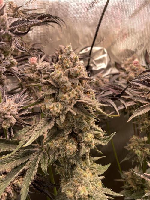 Two Lobsters One Tent. Week 11 - Strawberry Lobster