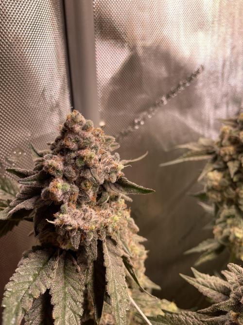 Two Lobsters One Tent. Week 11 - Strawberry Lobster