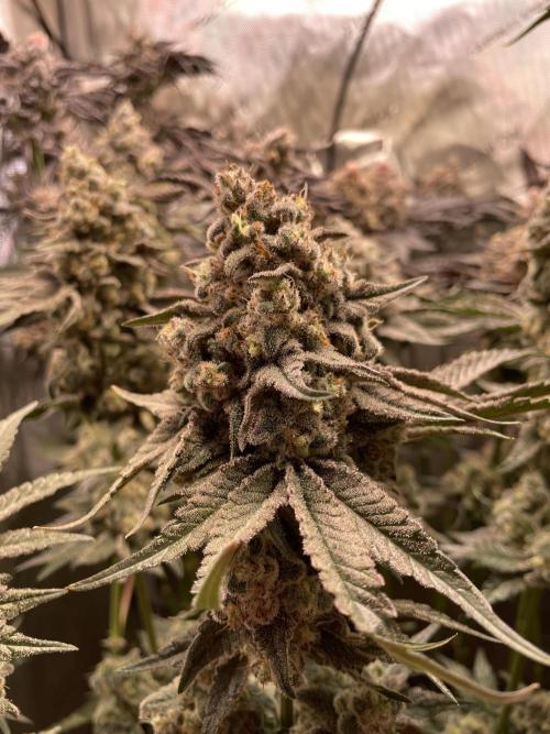 Two Lobsters One Tent. Week 11 - Strawberry Lobster