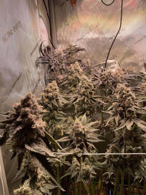 Two Lobsters One Tent. Week 11