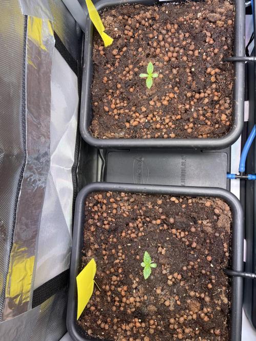 Karius and Baktus. Week 0