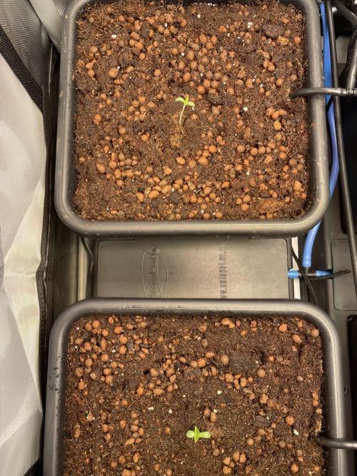 Karius and Baktus. Week 0