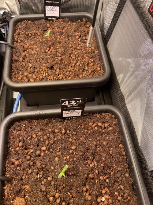 Blue plus Red is Hollow Technique Purpel. Week 0