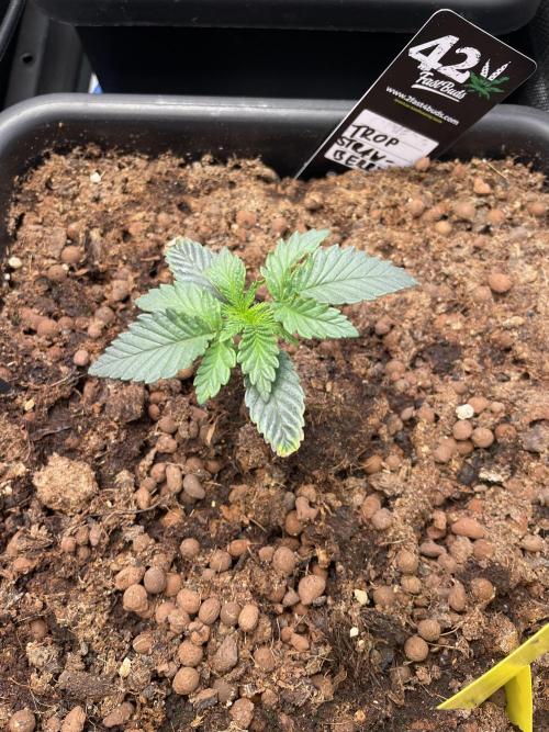 Blue plus Red is Hollow Technique Purpel. Week 1 - Trop Strawberry