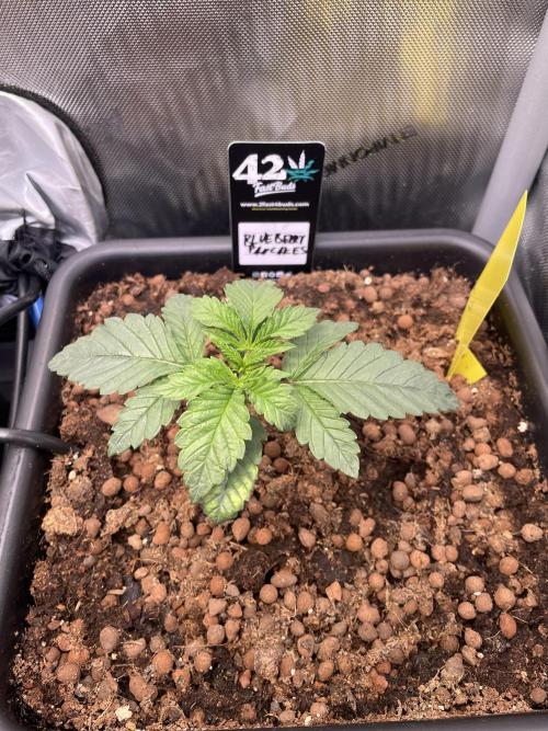 Blue plus Red is Hollow Technique Purpel. Week 1 - Blueberry Pancake