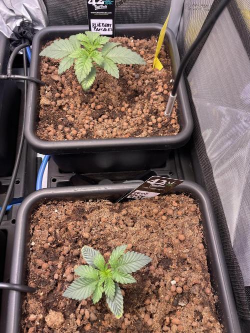 Blue plus Red is Hollow Technique Purpel. Week 1