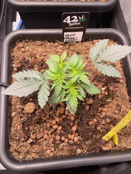 Hollow Technique Purpel. Week 2 - Trop Strawberry
