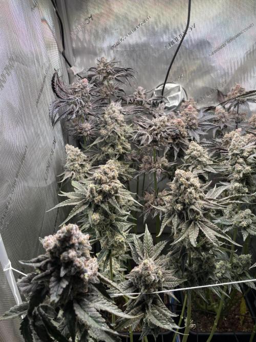 Two Lobsters One Tent. Week 12