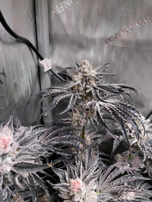 Two Lobsters One Tent. Week 12