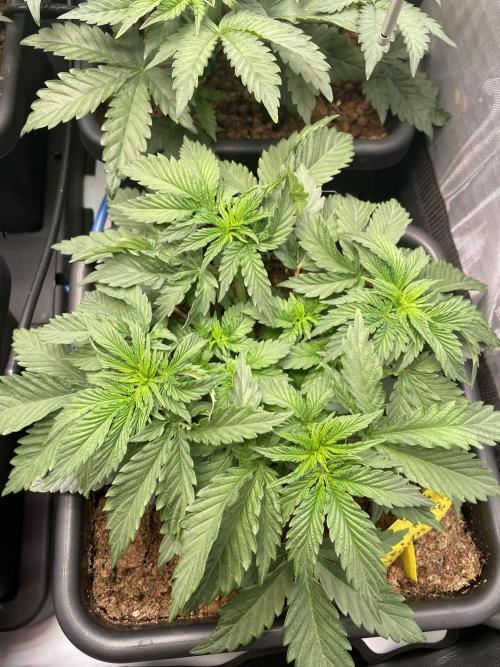 Hollow Technique Purpel. Week 3 - Trop Strawberry