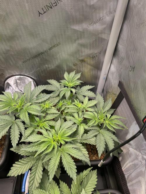 Hollow Technique Purpel. Week 3 - Blueberry Pancakes