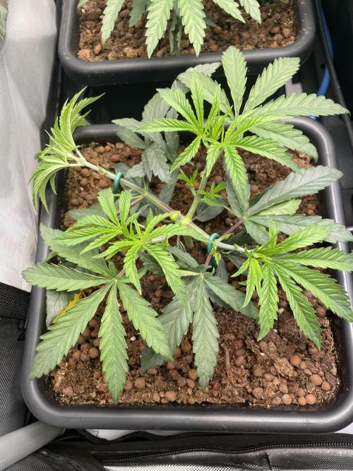 Blue Sweets. Week 3