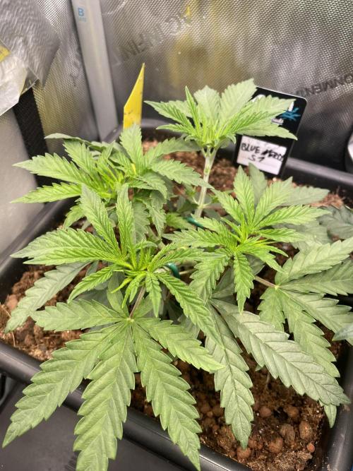 Blue Sweets. Week 3
