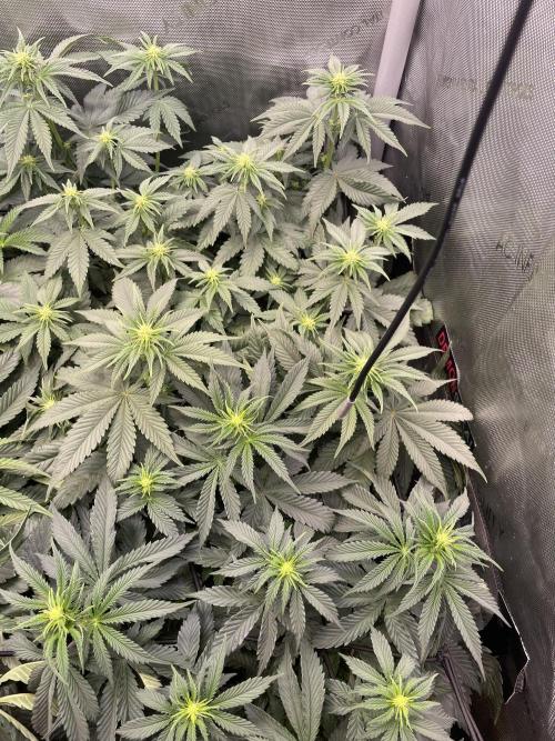 Hollow Technique Purpel. Week 5
