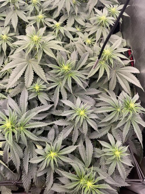 Hollow Technique Purpel. Week 5 - Trop Strawberry