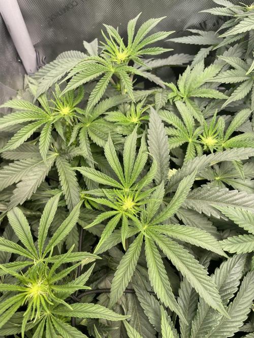 Blue Sweets. Week 5