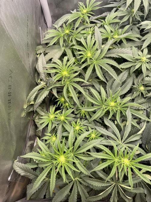 Blue Sweets. Week 5