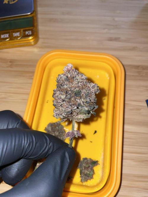 Devil's Harvest. Week 12