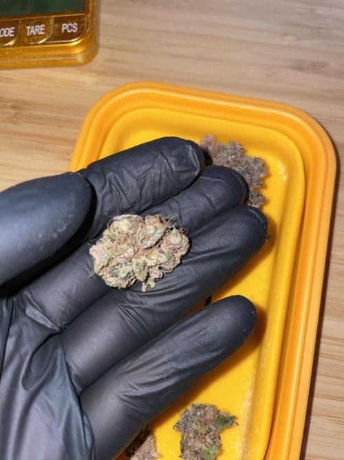 Devil's Harvest. Week 12