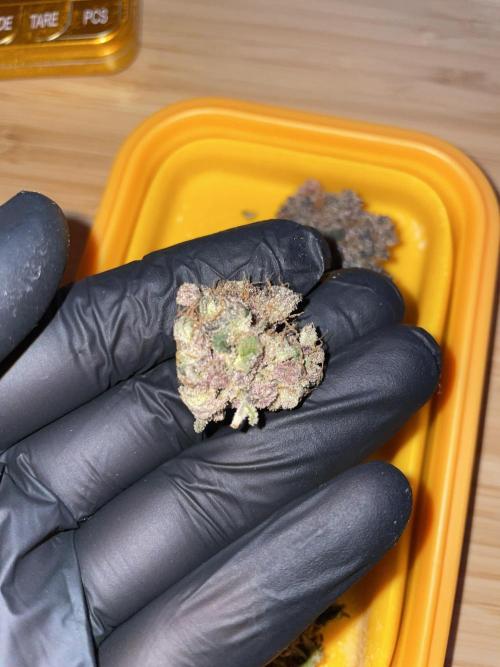 Devil's Harvest. Week 12