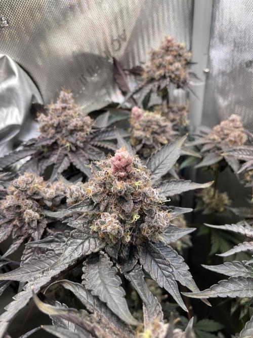 Devil's Harvest. Week 12