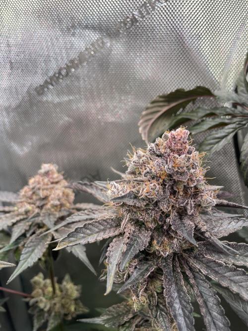 Devil's Harvest. Week 12