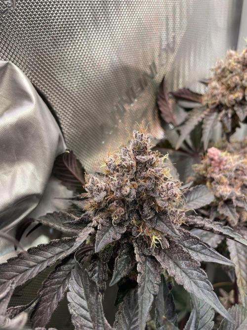 Devil's Harvest. Week 12