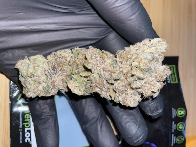 Devil's Harvest. Week 12