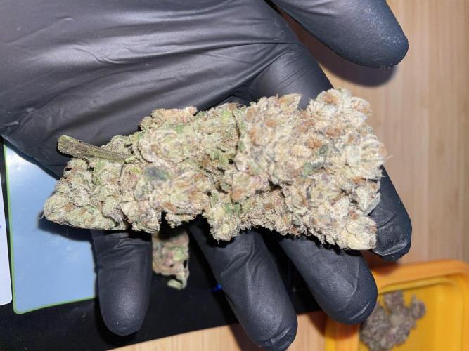 Devil's Harvest. Week 12